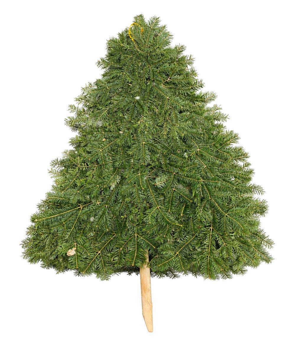 Balsam Tree