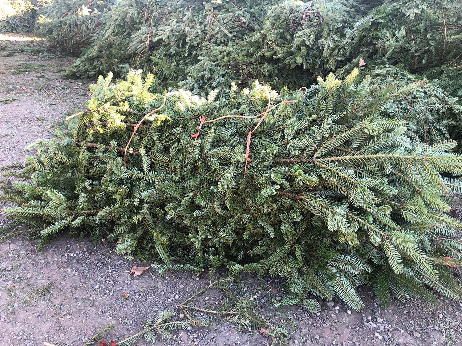 Balsam Fir