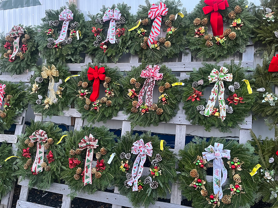 Fraser Fir trees
