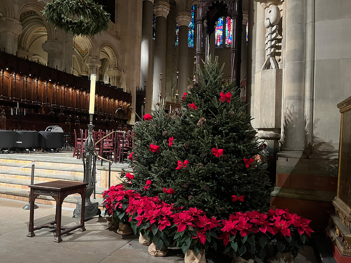 Fraser Fir