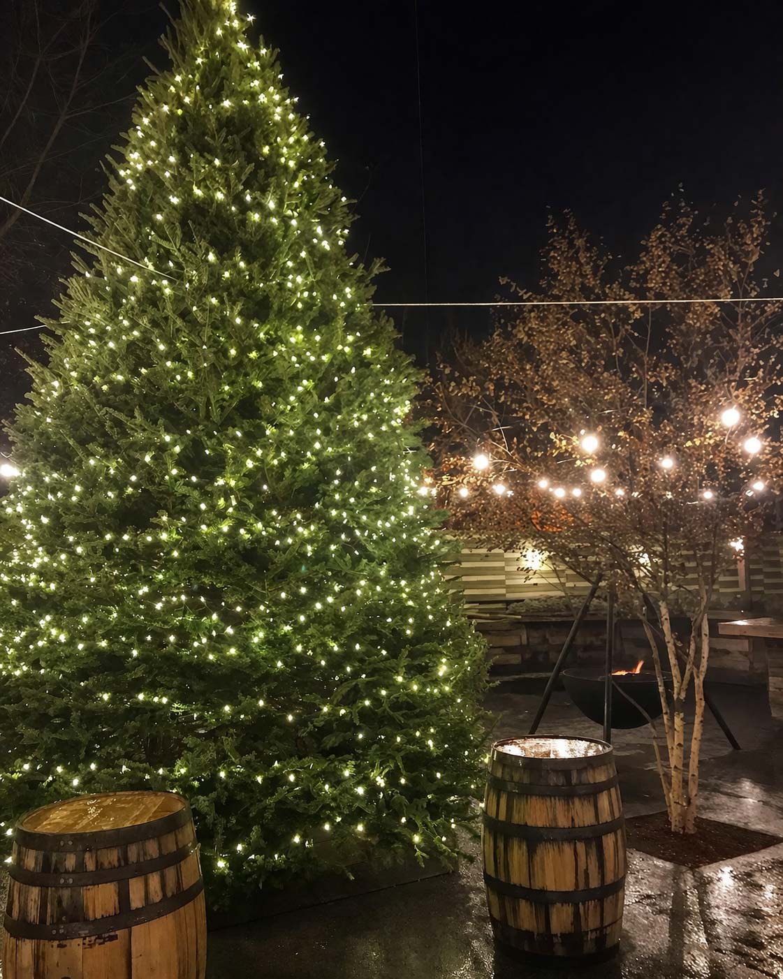 18 ft. Balsam Fir