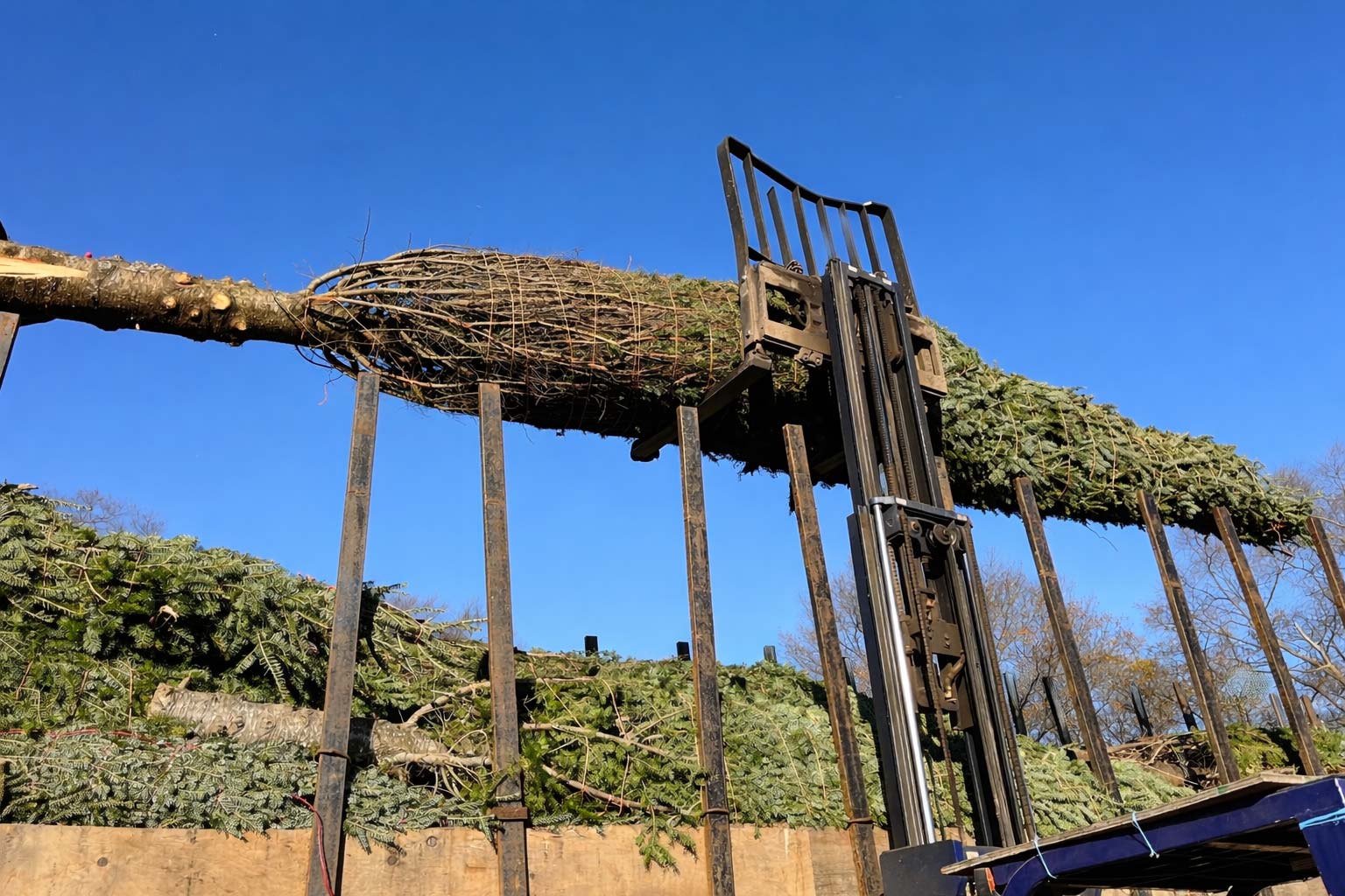 Balsam Fir