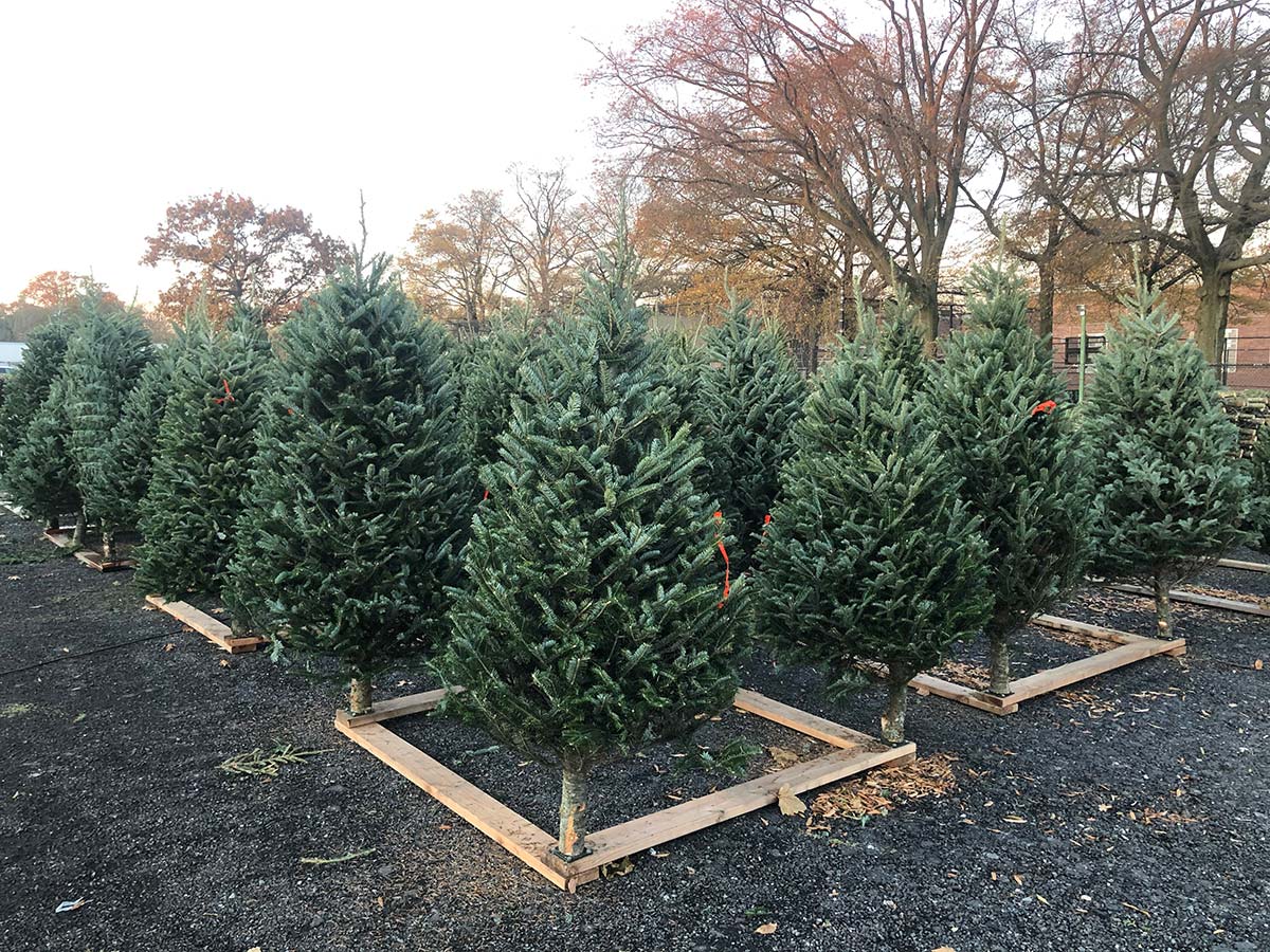 Fraser Fir Christmas Tree