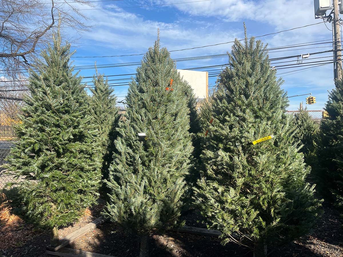 Balsam Fir Christmas Tree