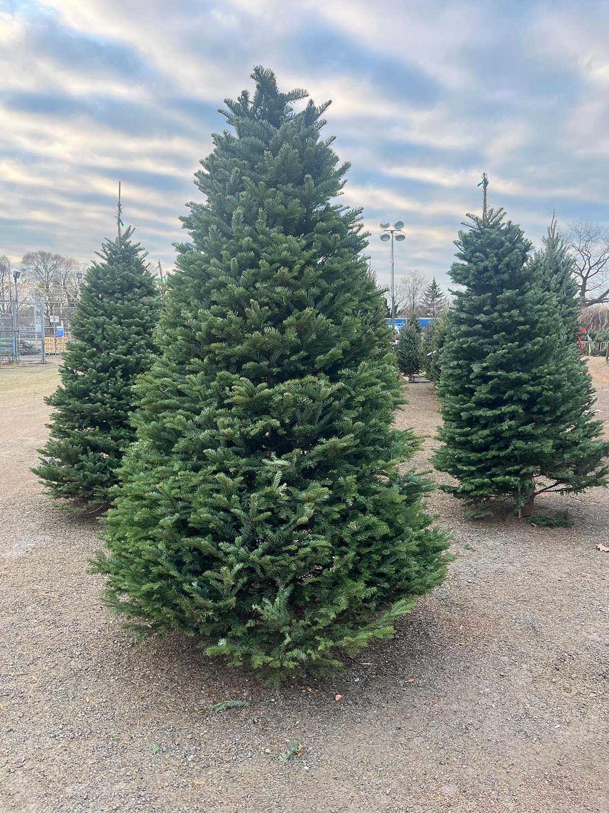 Noble Fir Christmas Tree
