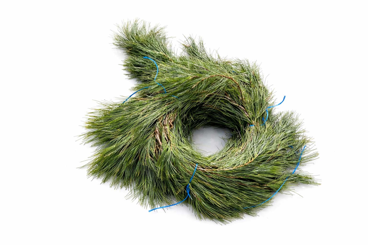 White Pine 25ft.